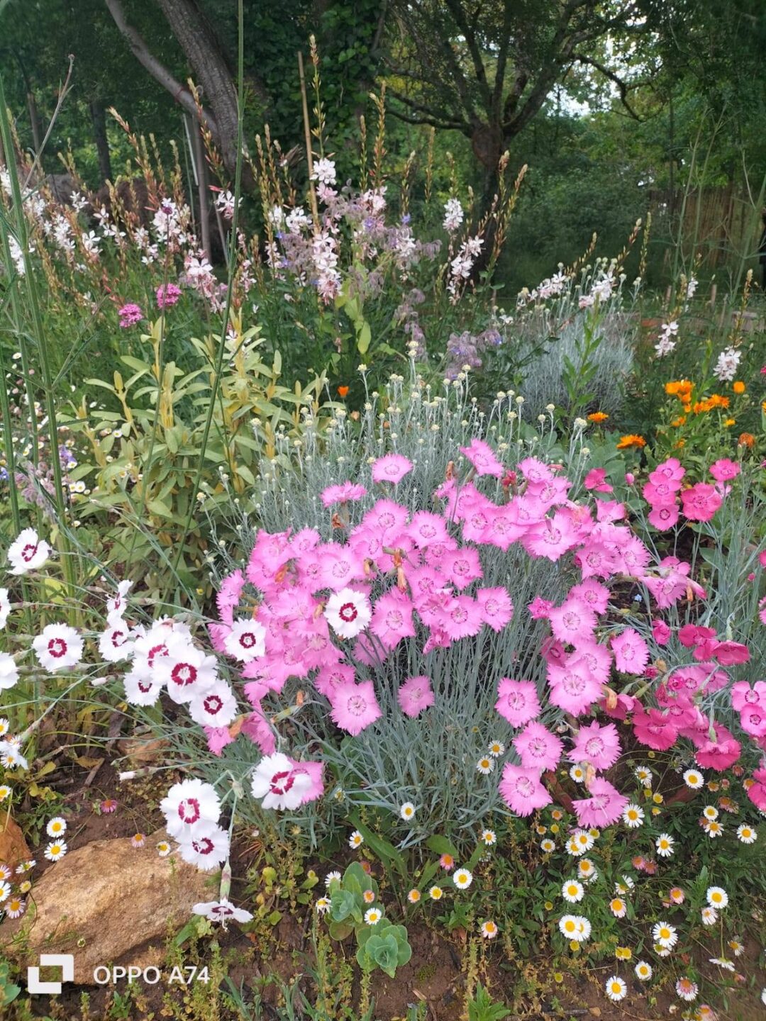 Les Rendez-vous aux Jardins: le jardin des Folioles à Prayssac Jardin des Folioles Prayssac 2026-06-13