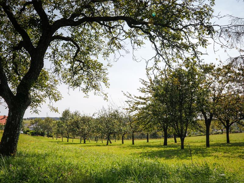 Les Rendez-vous Nature Le Chemin des Fruitiers 32 Principale Wiesviller 2026-06-06