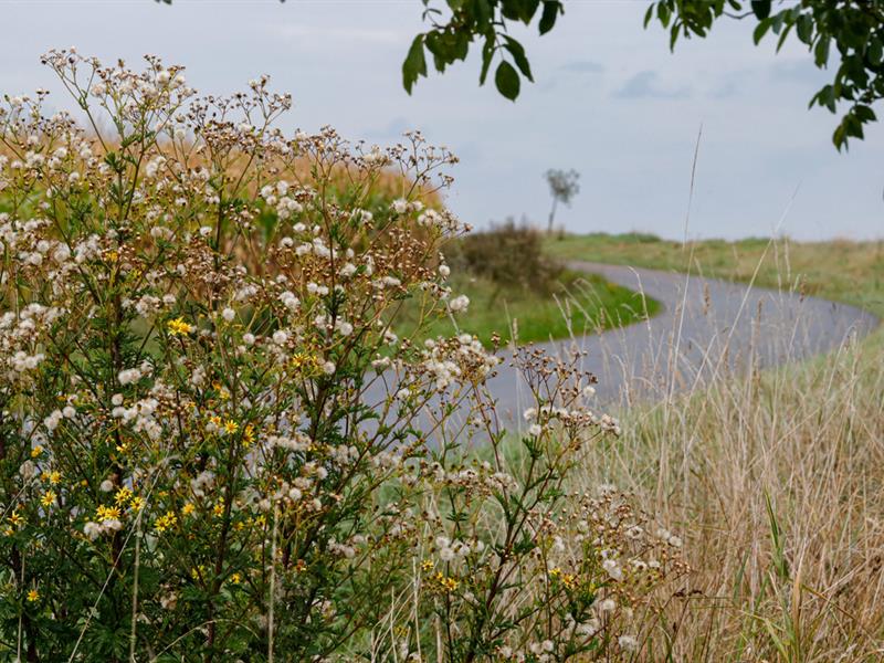 Les Rendez-vous Nature Merveilles naturelles du marais rue de l’Albe Kappelkinger