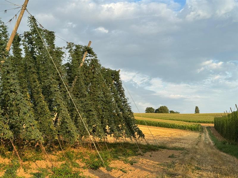 Les Vendredis Houblonnés sur le Sentier du Houblon Rue du Stade Wingersheim les Quatre Bans 2026-07-03