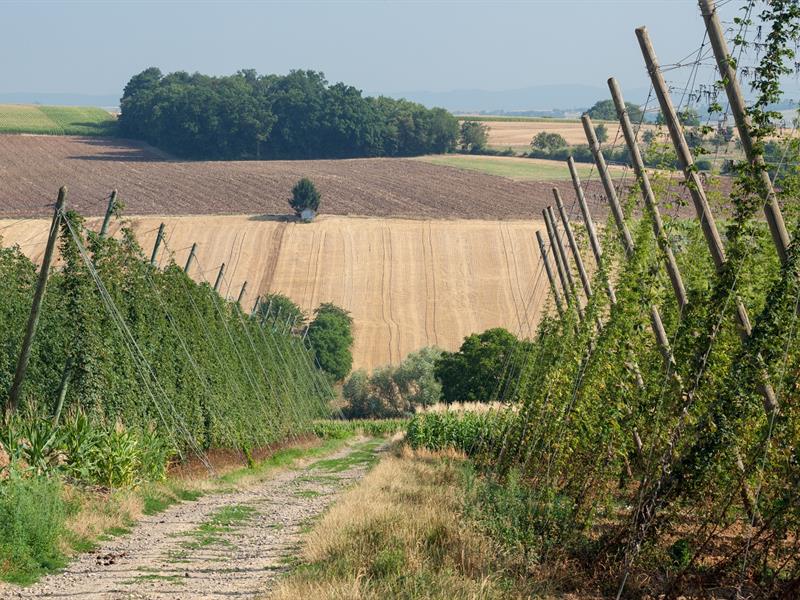 Les visites estivales pédestres du Sentier du Houblon rue du Stade Wingersheim les Quatre Bans 2026-07-01