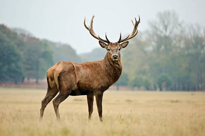 L'exploitation du cerf au Néolithique Musée archéologique d’Argentomagus Saint-Marcel