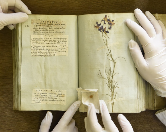 L’herbier de l’Université Lyon 1 : des collectes du XVIIIème siècle à l’herbier virtuel, Herbier LY, FR BioEEnVis, UCB Lyon 1, Villeurbanne