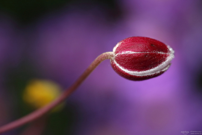 L’invisible dans le visible, Botanischer Garten Augsburg, Augsburg