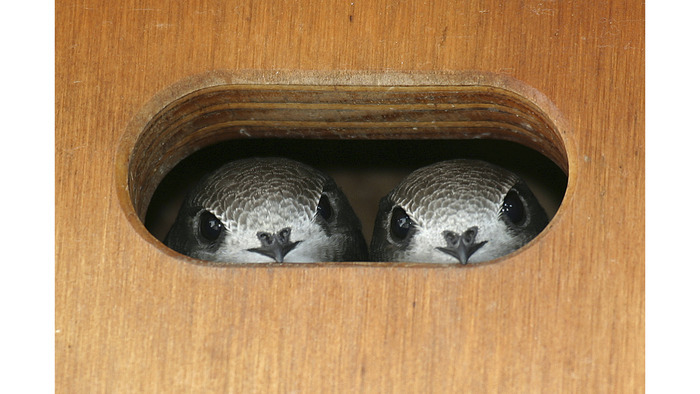 Martinets & hirondelles : les acrobates du ciel à découvrir près de chez vous Muséum d'histoire naturelle Genève