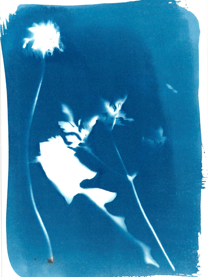 Mon photogramme végétal – Atelier cyanotype, Jardin du Musée Jules Verne, Nantes