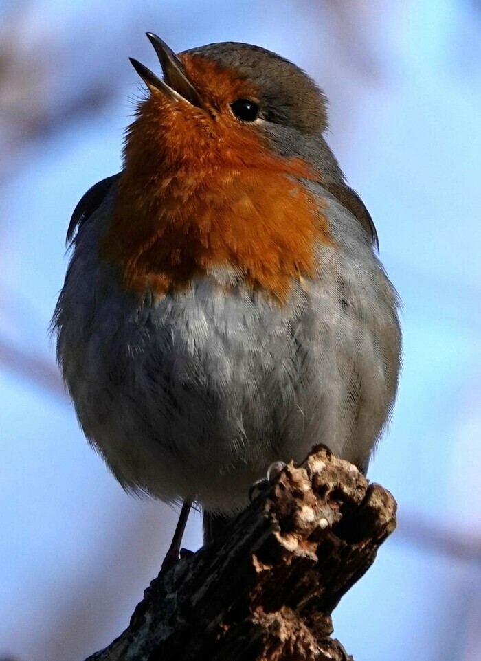 Nocturne des Oiseaux Chanteurs, Le long de la D124, avant Moisson depuis Mousseaux. Coord : 49.068749, 1.665892, Moisson