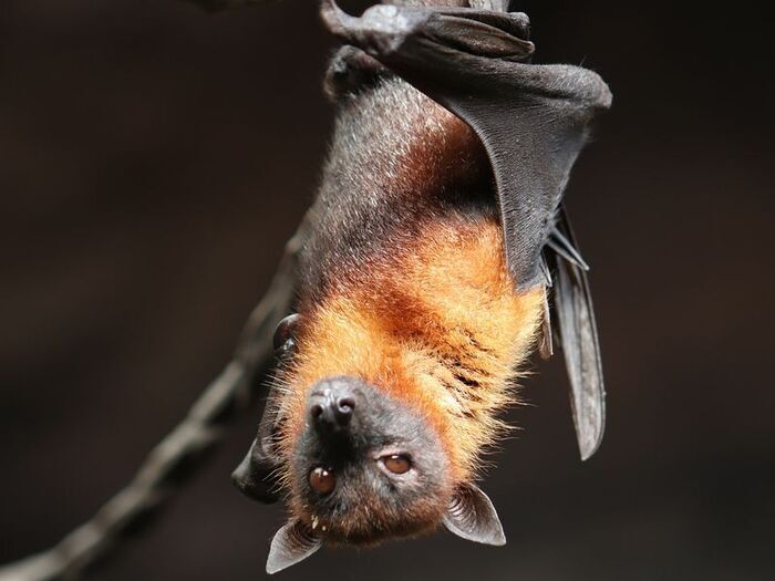 Nuit de la chauve souris, OT Terre d’Auge, Pont-l’Évêque