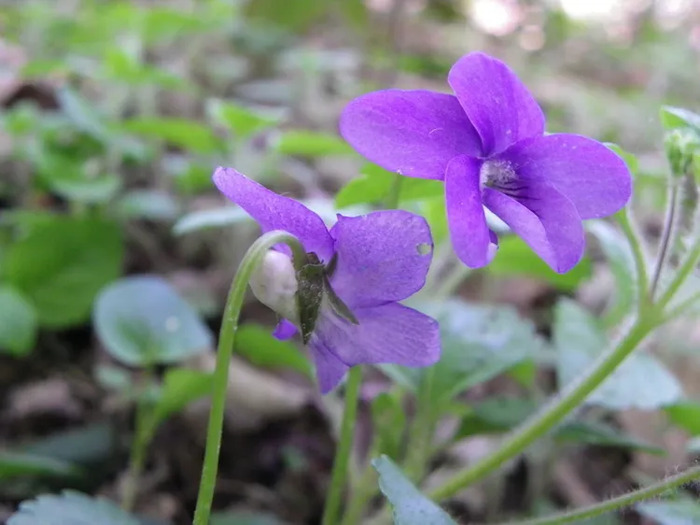 Observer, décrire et nommer les fleurs, Bois régional de Chigny, Chanteloup-en-Brie