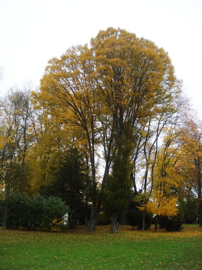 Parc Masson, Parc Masson, Nogent-sur-Seine