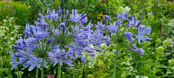 Porte ouverte dans le jardin de la famille Gering Garten Gering Pattensen