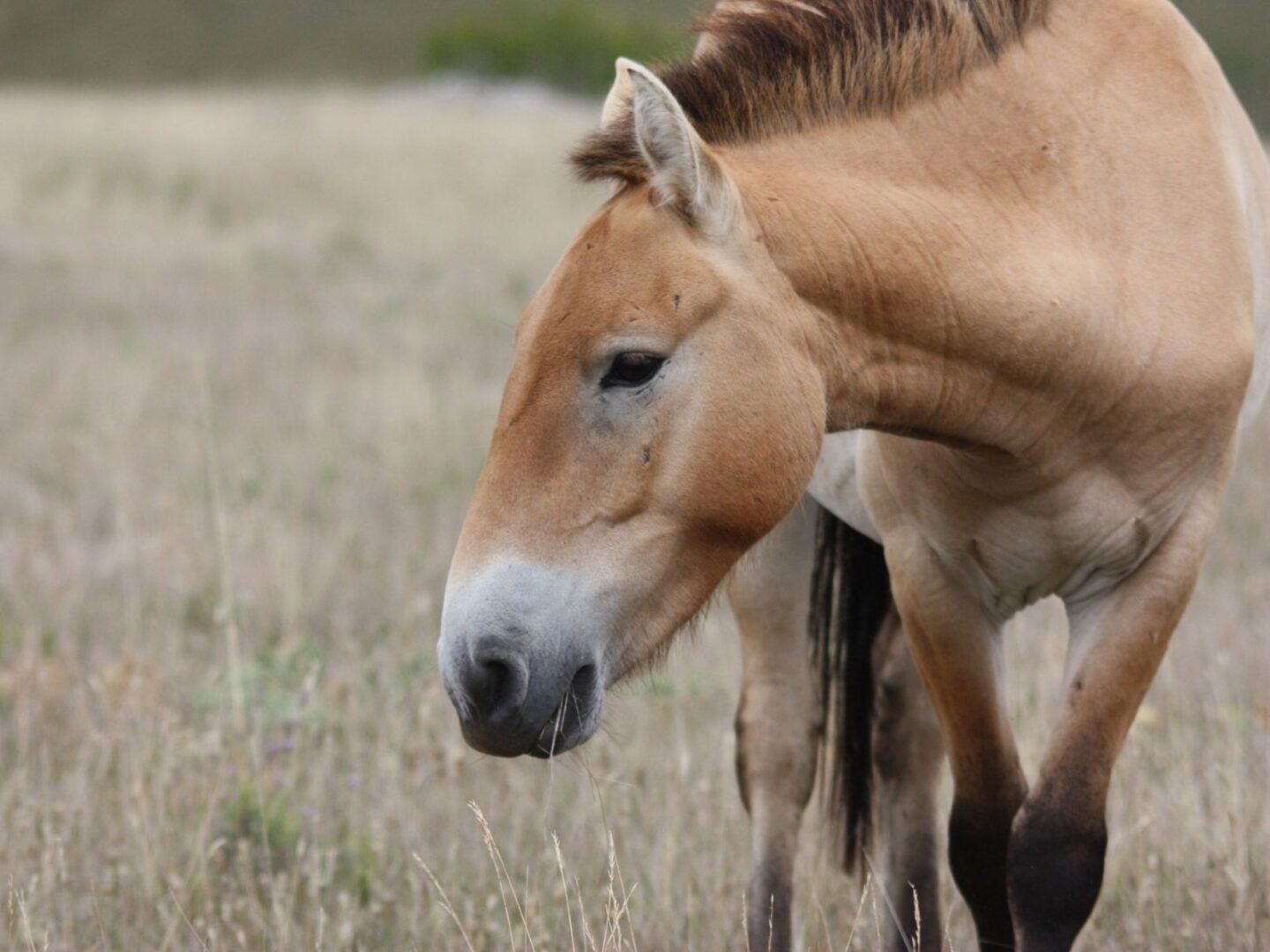 PROTOCOLE SCIENTIGFIQUE AVEC L&rsquo;ASSOCIATION TAKH CHEVAUX DE PRZEWALSKI TAKH Les Chevaux de Przewalski Hures-la-Parade
