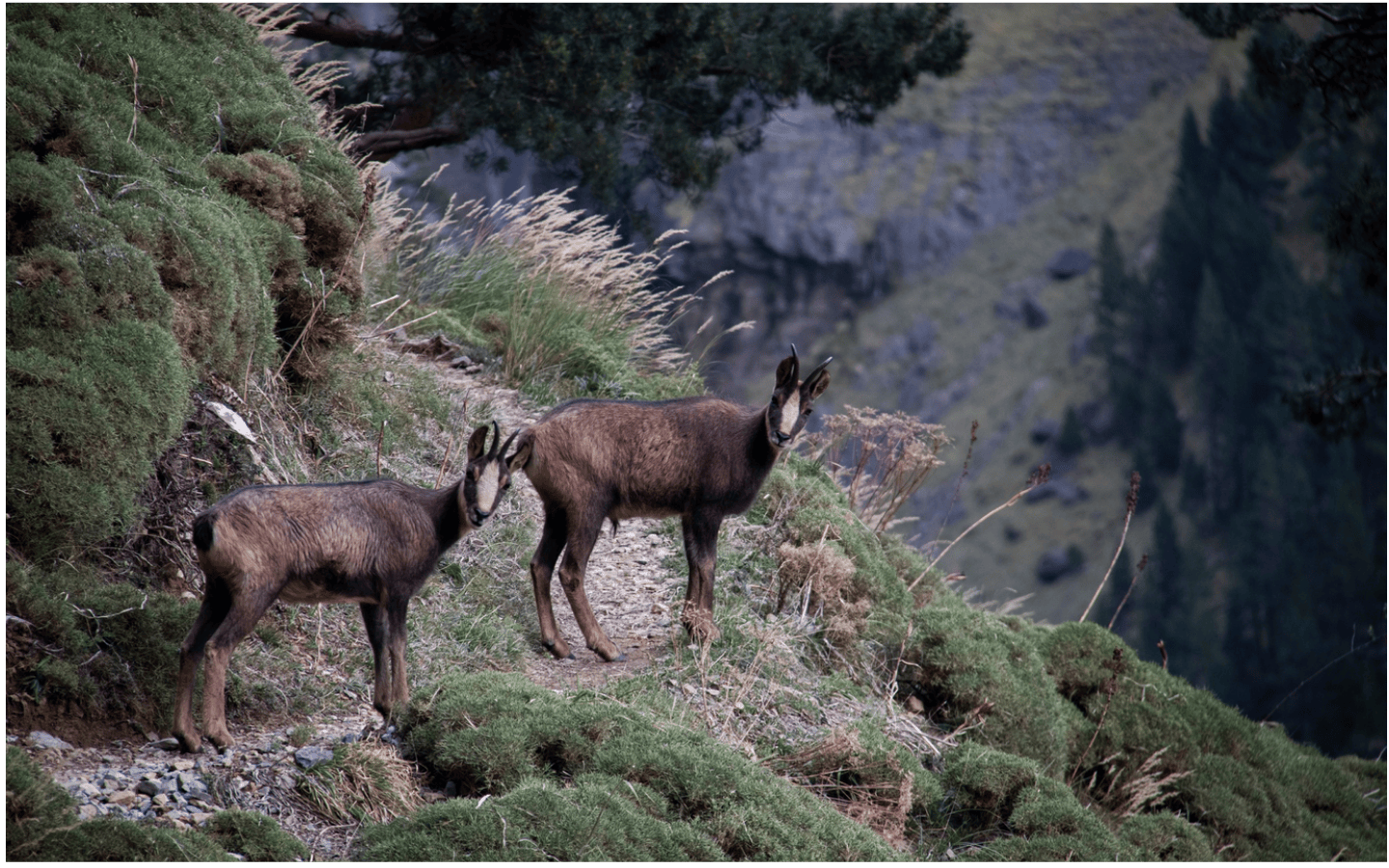 Randonnée l’isard des Pyrénées D19 Larrau