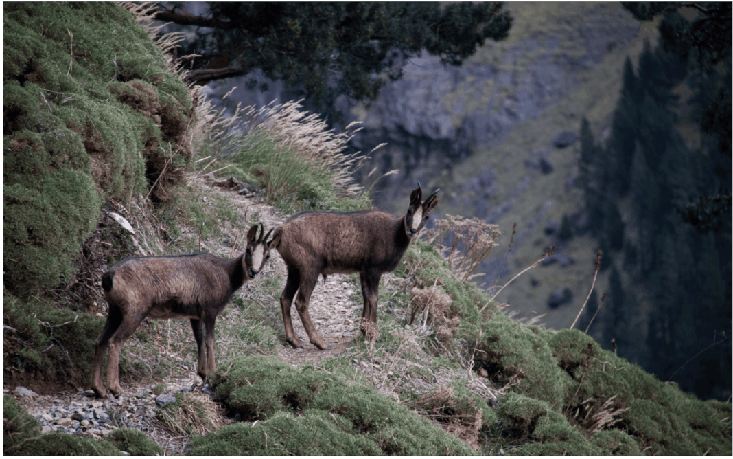 Randonnée l’isard des Pyrénées D19 Larrau