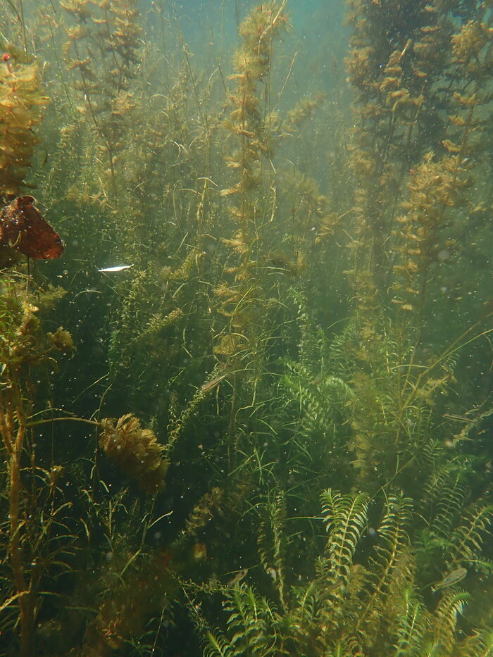 Rdv Natura 2000 : Flore et végétations aquatiques des vallées calcaires du Périgord Les Eyzies Les Eyzies