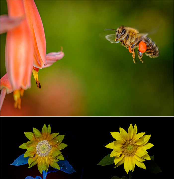 Regarder les fleurs avec les yeux des insectes, Jardin des Anciens Remèdes, Jovençan