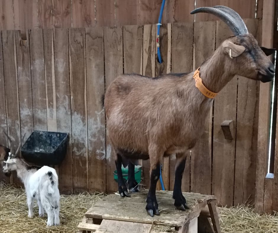 Rencontre caprine à la Ferme des Délices à Queaux 3