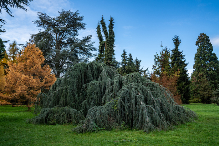 Rendez-vous aux jardins, à l’arboretum de Paris, Arboretum de Paris, Paris