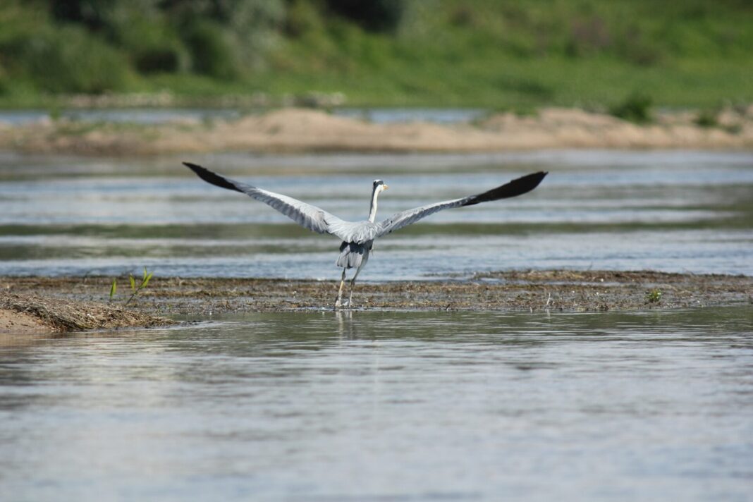 Rendez-vous avec l’Observatoire Loire Embarquez avec un ornithologue Blois