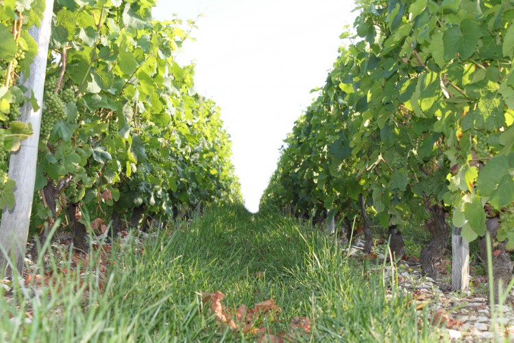 Rendez-vous Di(vin) au Domaine de Champarlan Humbligny 2026-07-31