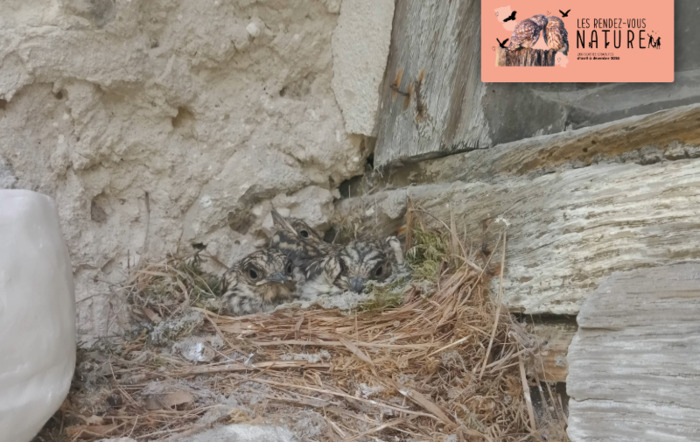Rendez-vous nature « à la découverte des oiseaux de Vaucelles », Abbaye de Vaucelles, Les Rues-des-Vignes