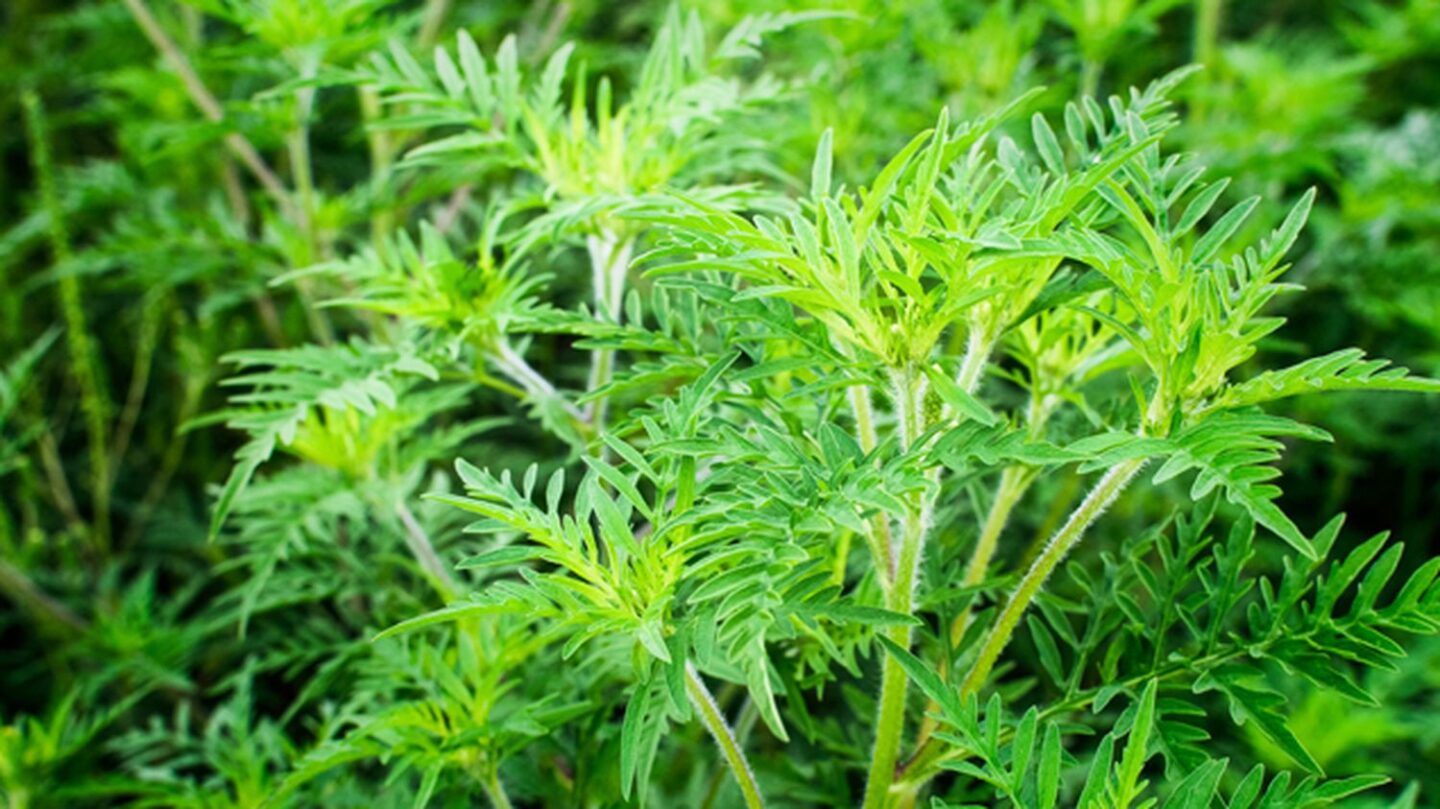 RÉUNION LES AMBROISIES PLANTES EXOTIQUES ENVAHISSANTES Saint-Martin-de-Lansuscle
