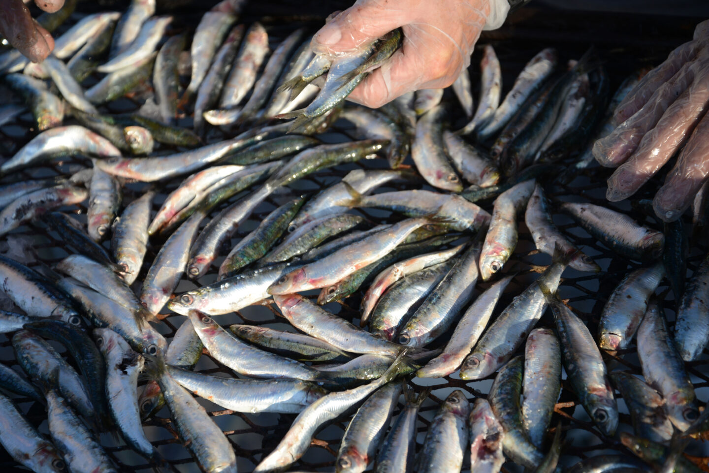 SARDINADE Port de Canet Canet-en-Roussillon 2026-08-15
