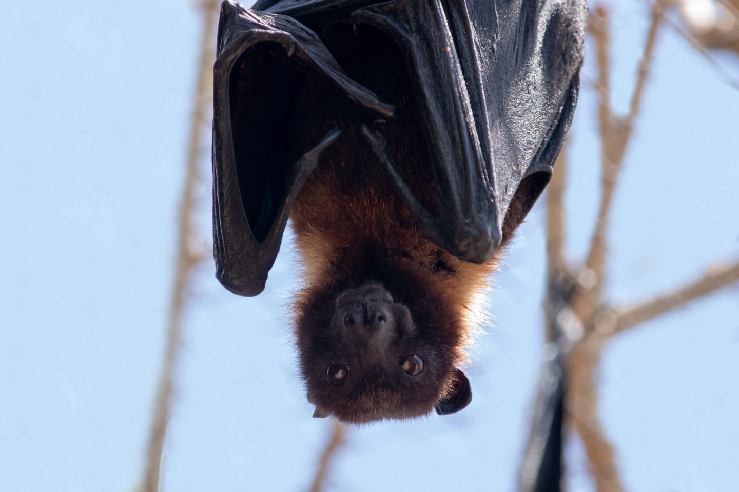 SOIRÉE AVEC LES CHAUVES SOURIS  Pourcharesses