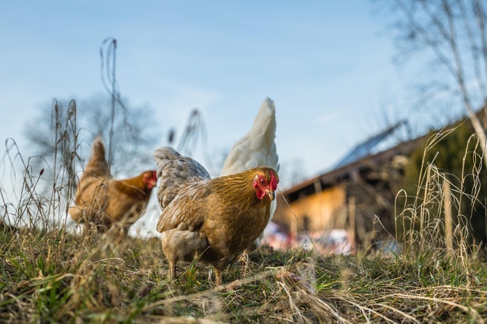 Sortie à la journée, à la ferme à St Ouen des Alleux, Maison de Quartier La Bellangerais, Rennes