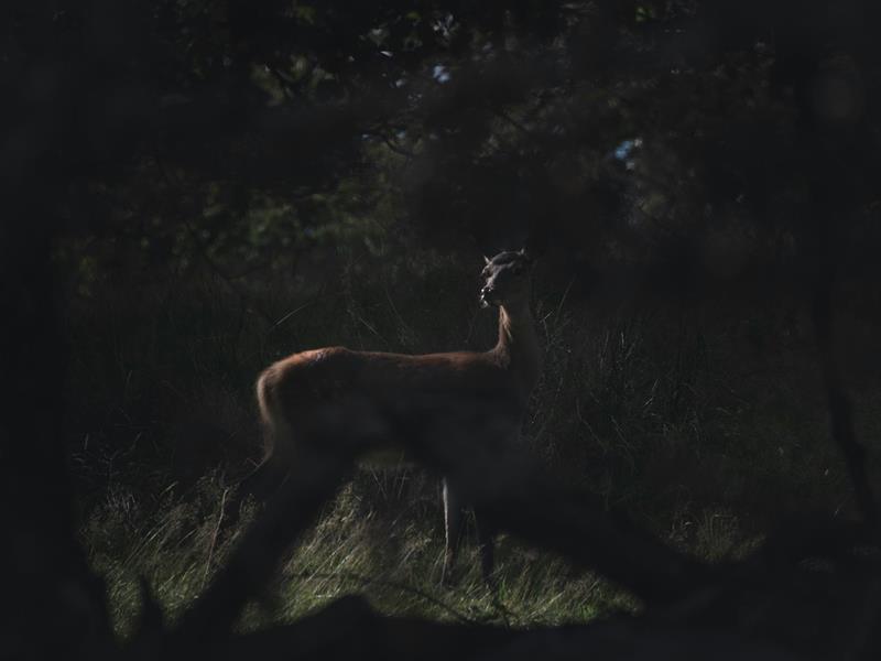 Sortie nature Au coeur de la nuit, sur les traces de la faune sauvage Boucq
