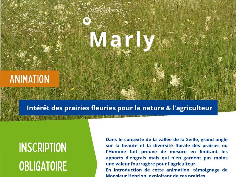 Sortie nature Intérêt des praires fleuries pour la nature & l’agriculture Marly