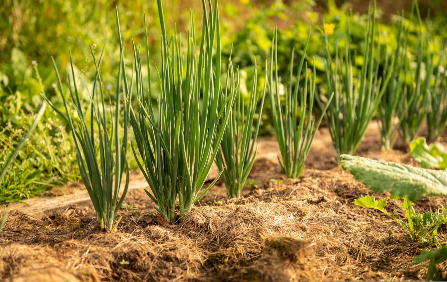 Troc de plants Le Bourg Sauviat-sur-Vige