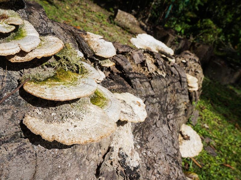 Une forêt qui s'ensauvage Hunspach 2026-10-11