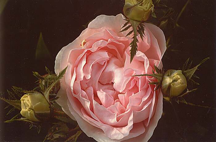 Une visite guidée à la découverte des roses anciennes du "Il Giardino delle Rose" de Maria Giulia Cimarelli. Il Giardino delle Rose di Maria Giulia Cimarelli Chiesanuova