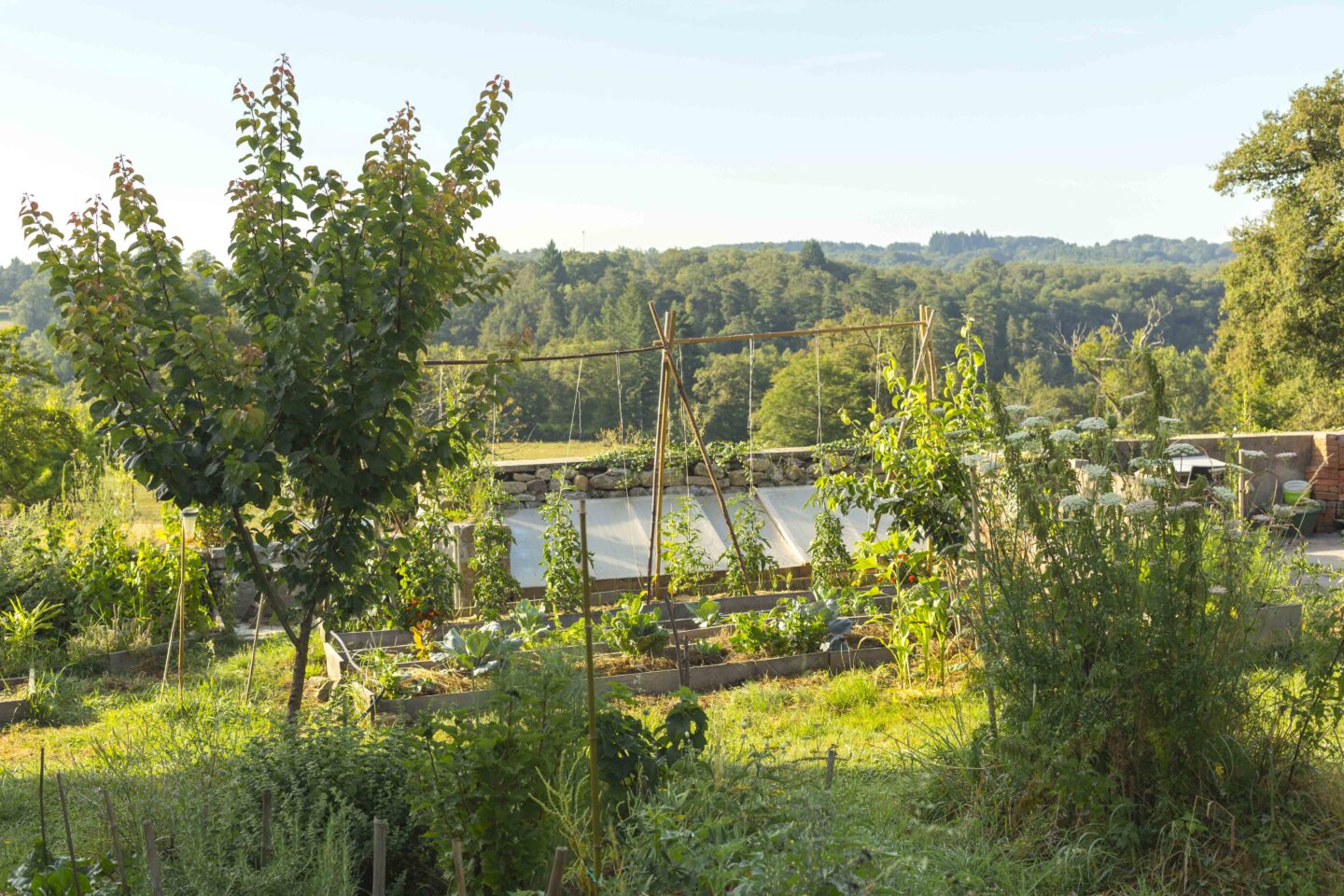 Vente de légumes perpétuels et de plantes vivaces  Crozant