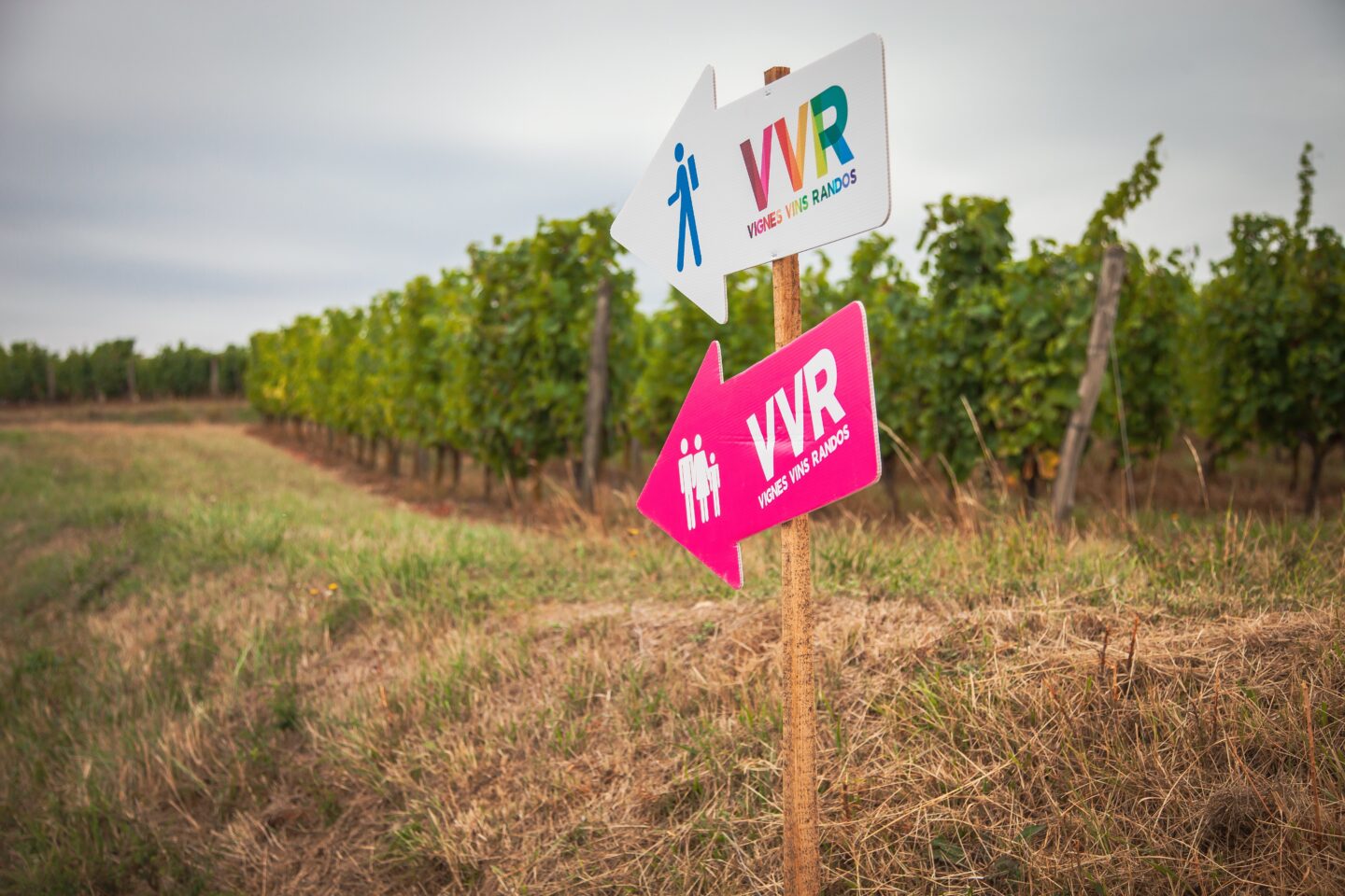 Vignes