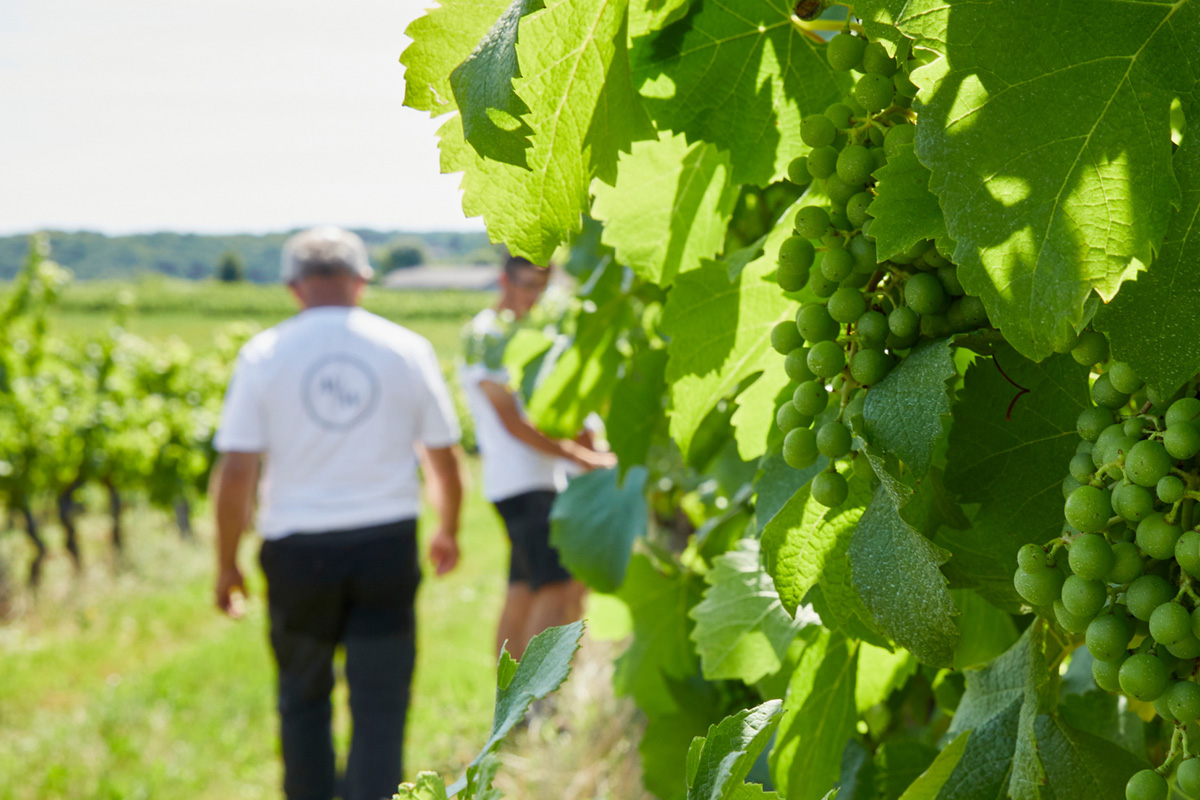 Vignoble des Verdots | Balade dans les vignes & soirée braséro Vignoble des Verdots Conne-de-Labarde