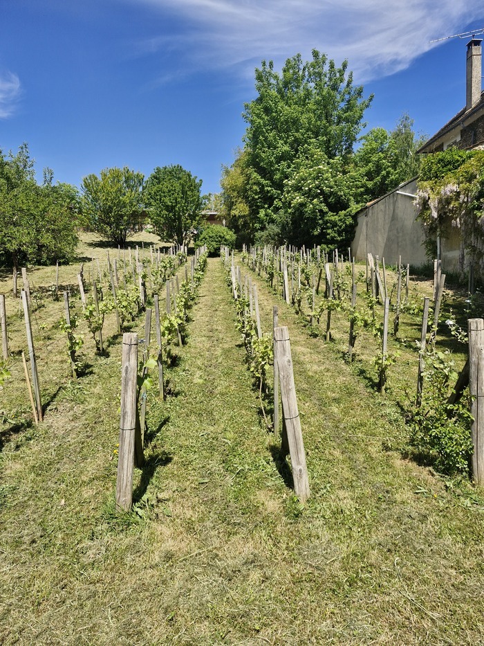 Vignoble en fête Vignoble du coteau de Thorigny Thorigny-sur-Marne