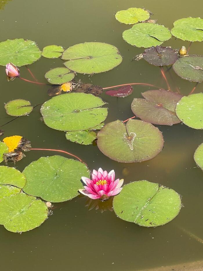 Visite à la découverte du jardin botanique, Giardini Mileto, Fasano