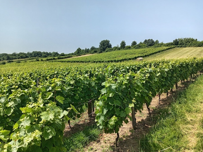 Visite commentée du CONSERVATOIRE NATIONAL DU GAMAY Conservatoire National du Gamay Chasselay