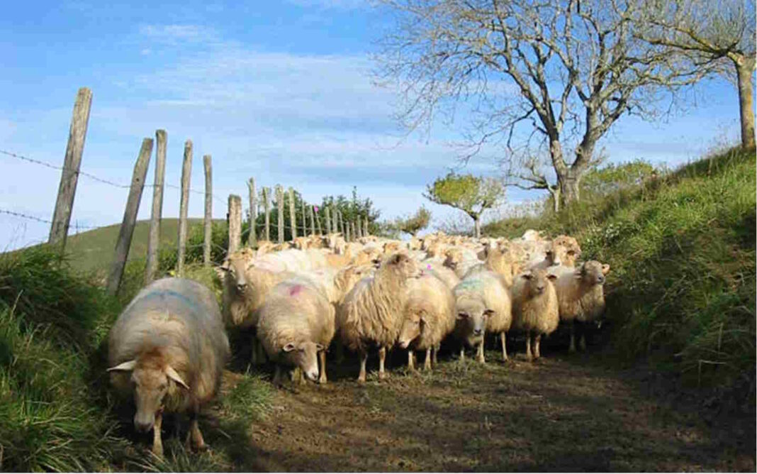 Visite de la ferme Landran et repas fermier Quartier Larréguy Mauléon-Licharre
