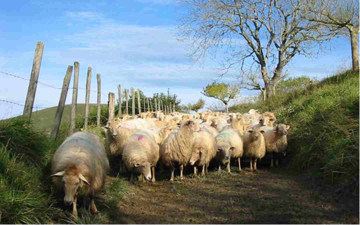 Visite de la ferme Landran et repas fermier Ferme Landran Mauléon-Licharre 2026-08-08