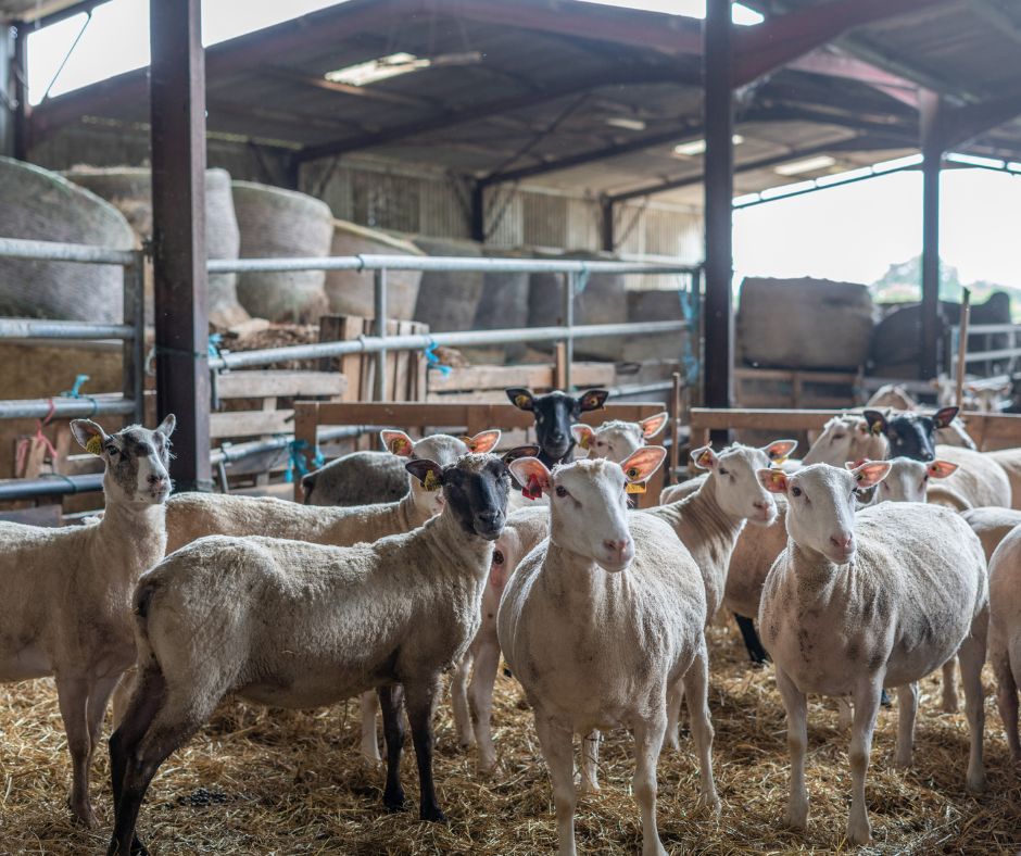 Visite de la Ferme Périvier traditions et terroir à Saint-Pierre-de-Maillé La Maison Neuve Saint-Pierre-de-Maillé 2026-07-29