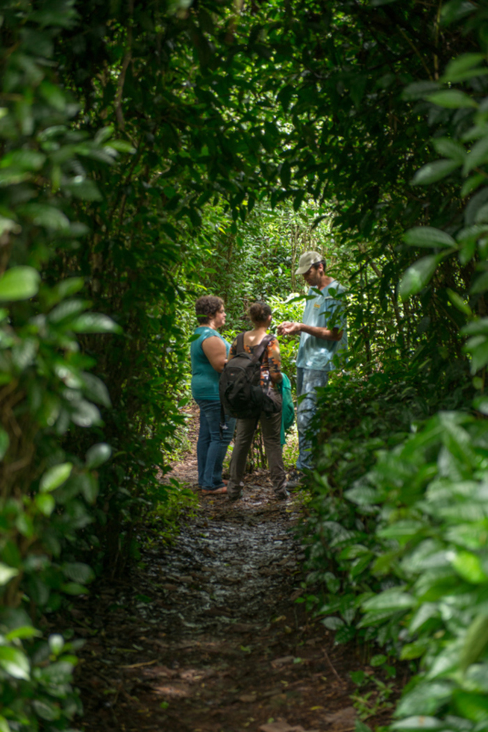 Visite découverte d’une forêt de thé, Le Labyrinthe En-Champ-Thé, Saint-Joseph