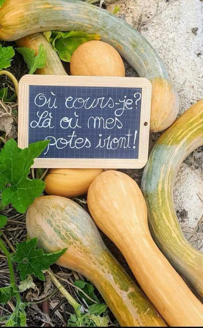 Visite du Jardin Communautaire PLPA (des petits loups aux potes âgés), Potager communautaire, Butry-sur-Oise