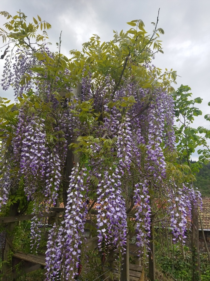 Visite du jardin de l’abbaye de Pébrac, Jardin de l’abbaye de Pébrac, Pébrac