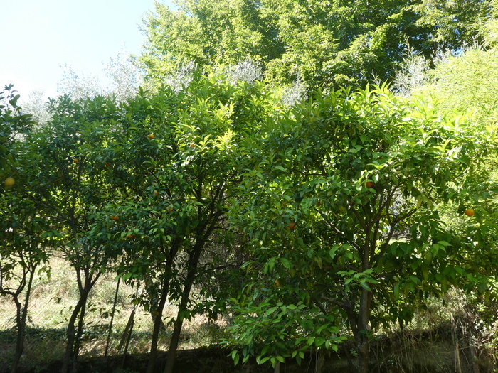 Visite du jardin, La Citronneraie, Menton