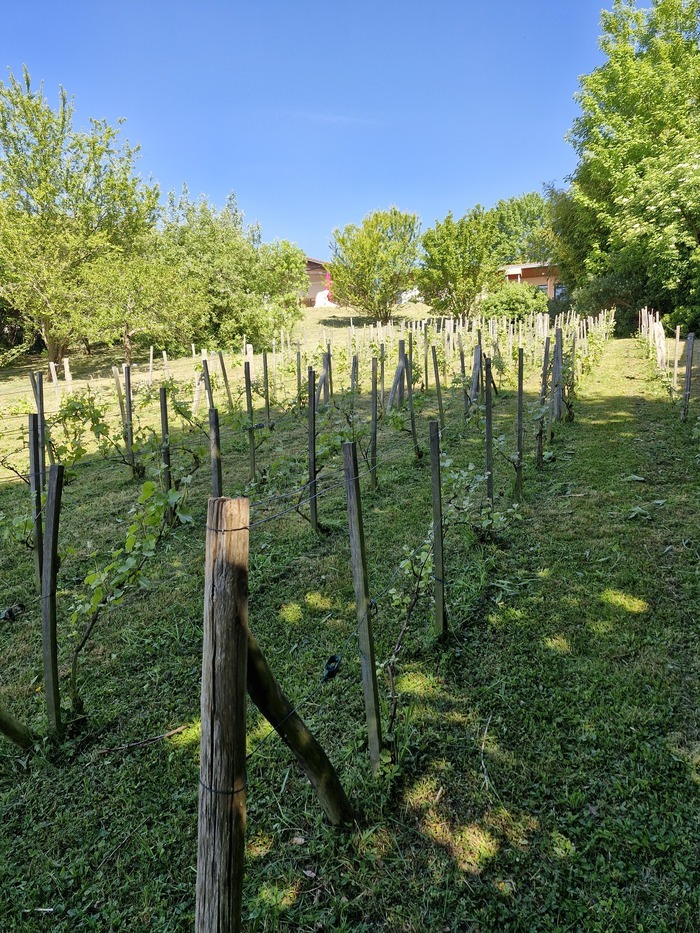 Visite du vignoble, Vignoble du coteau de Thorigny, Thorigny-sur-Marne