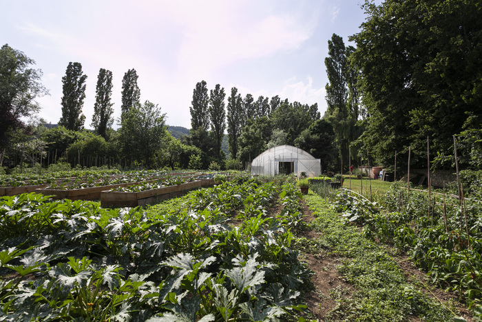 Visite guidée du potager des fruits de Marta Parco Storico di Villa Zileri Motterle Monteviale
