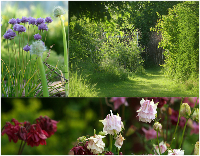 Visite guidée d’un jardin naturaliste, Le Jardin de l’Humus, Anould